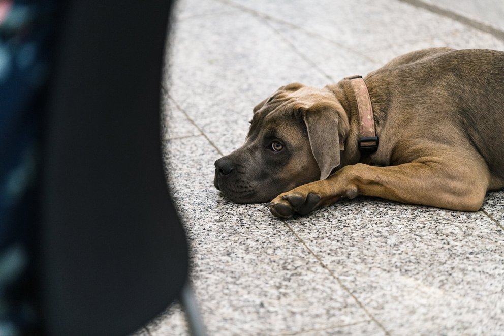 Hunde